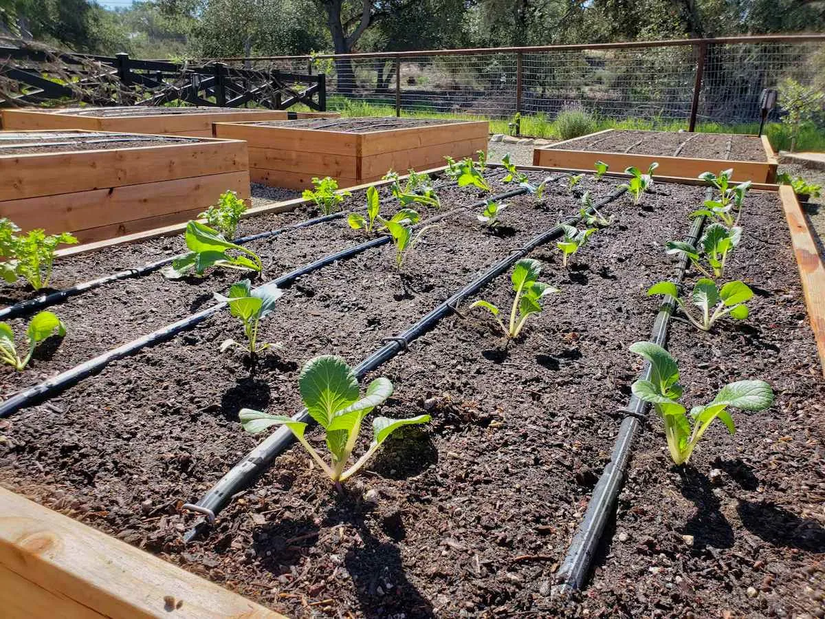 Drip irrigation raised bed
